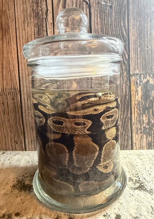 Normal Adult Ball Python Wet Specimen