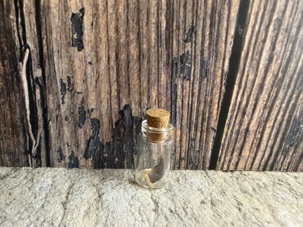 Raccoon Claw Curio Vial (Cork)