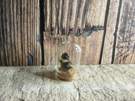Bumblebee Curio Dome