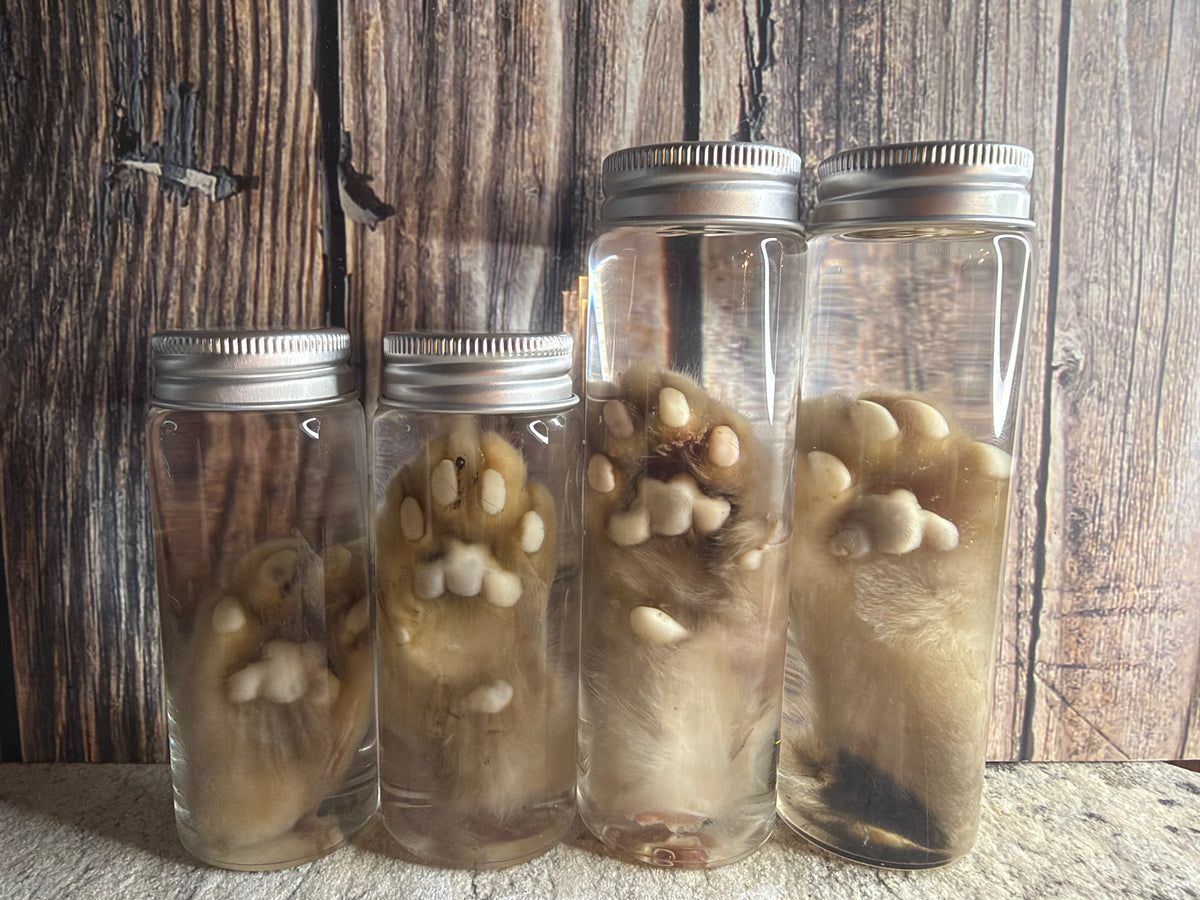Kitten Paw Wet Specimen