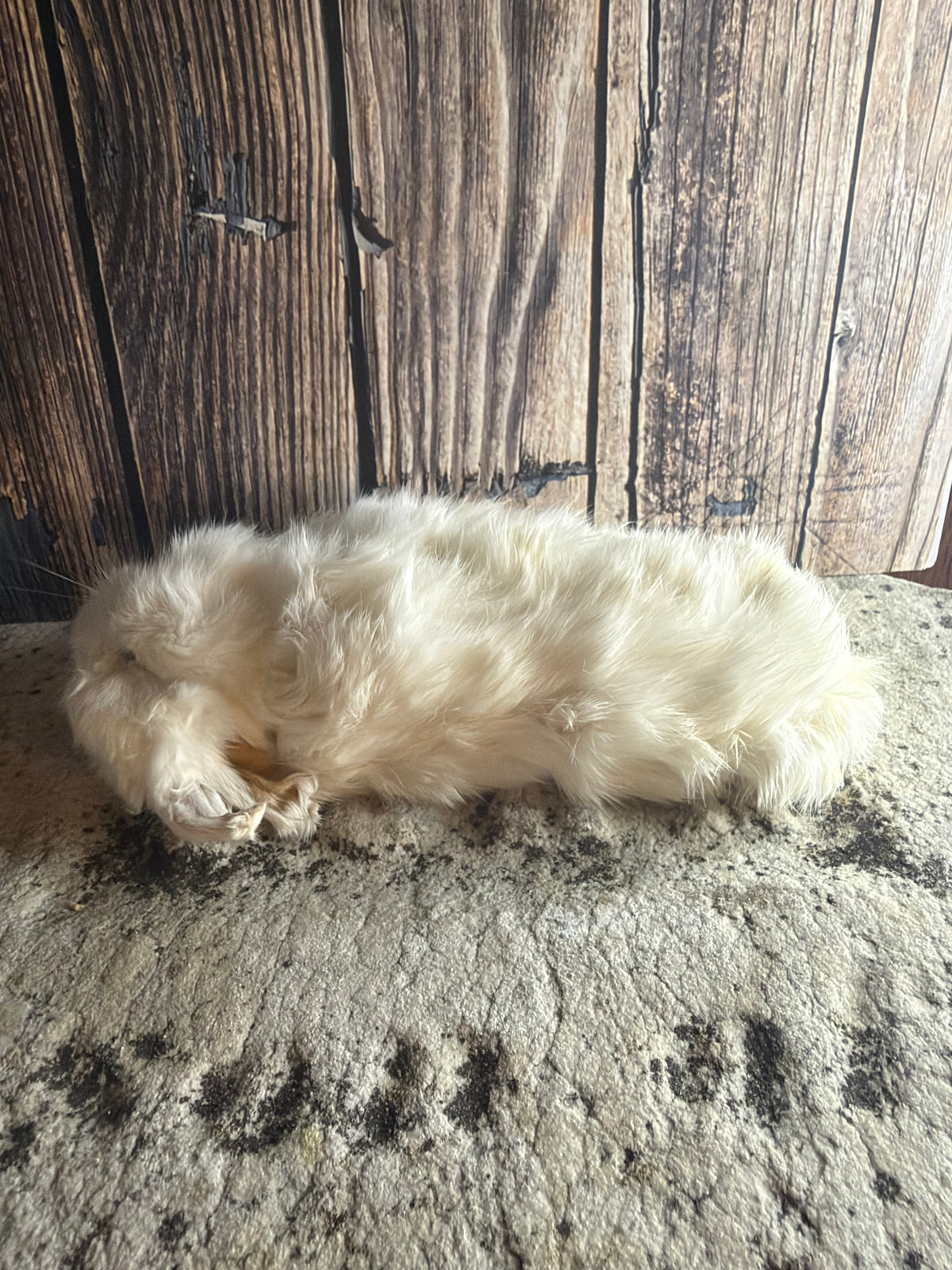 Dry Preserved Bunny Rabbit Kit (Stretched)