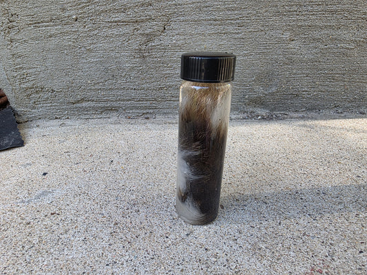 Wild Rabbit Tail Wet Specimen Vial
