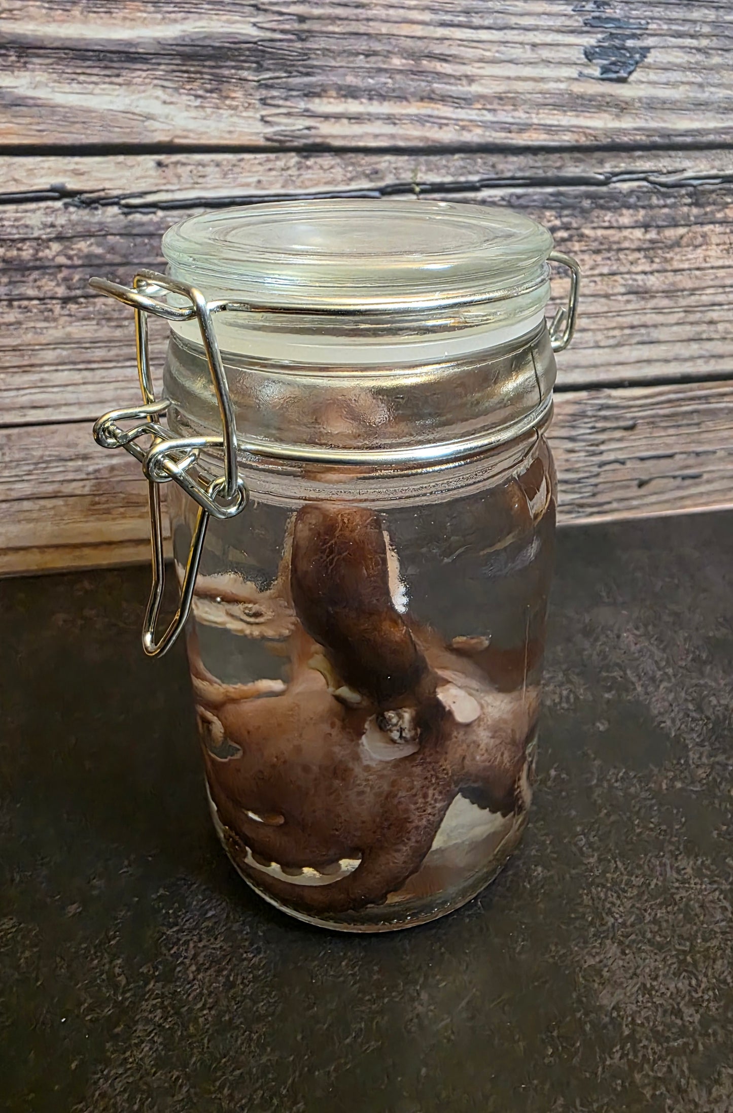 Octopus Wet Specimen