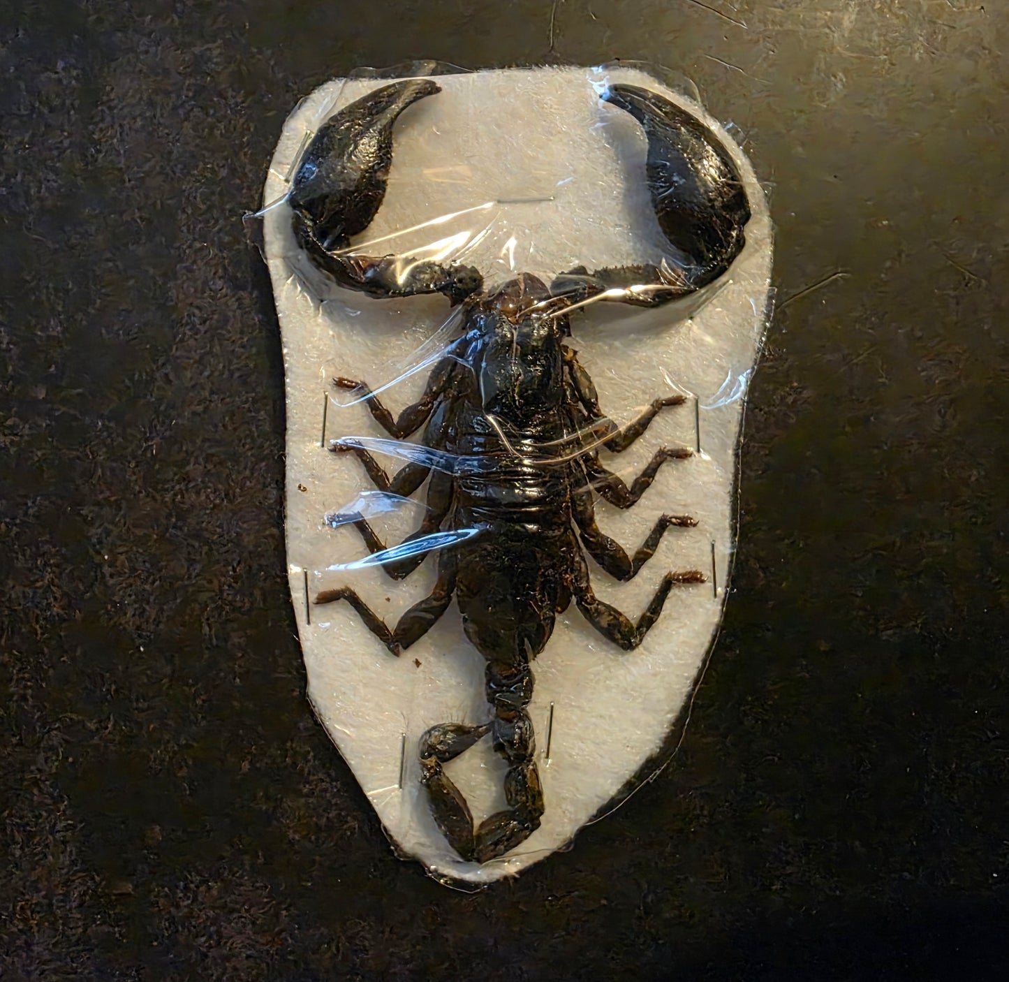 Giant Forest Scorpion