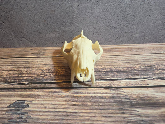 Imperfect Virgina Opossum Skull (LG Upper)