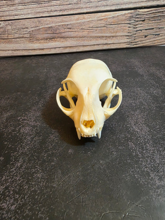 Juvenile Domestic Cat Skull