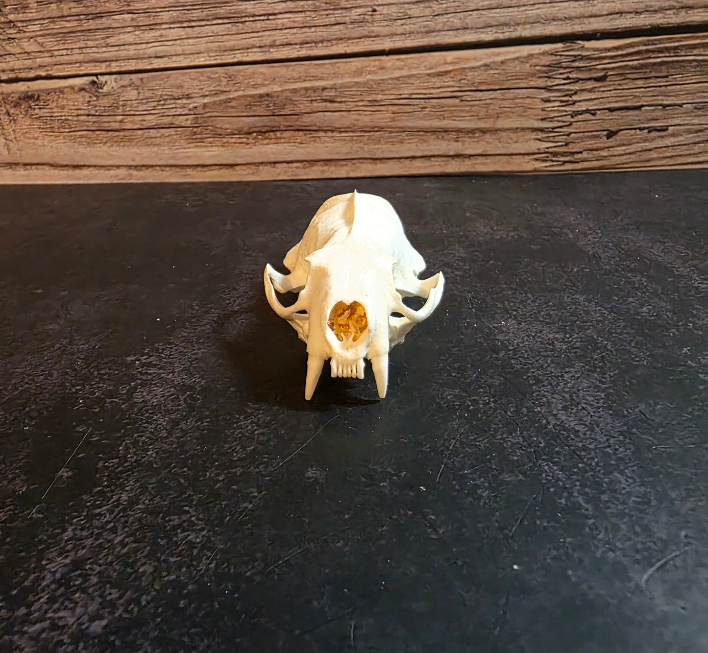 Craft Grade Mink Skull (Upper)
