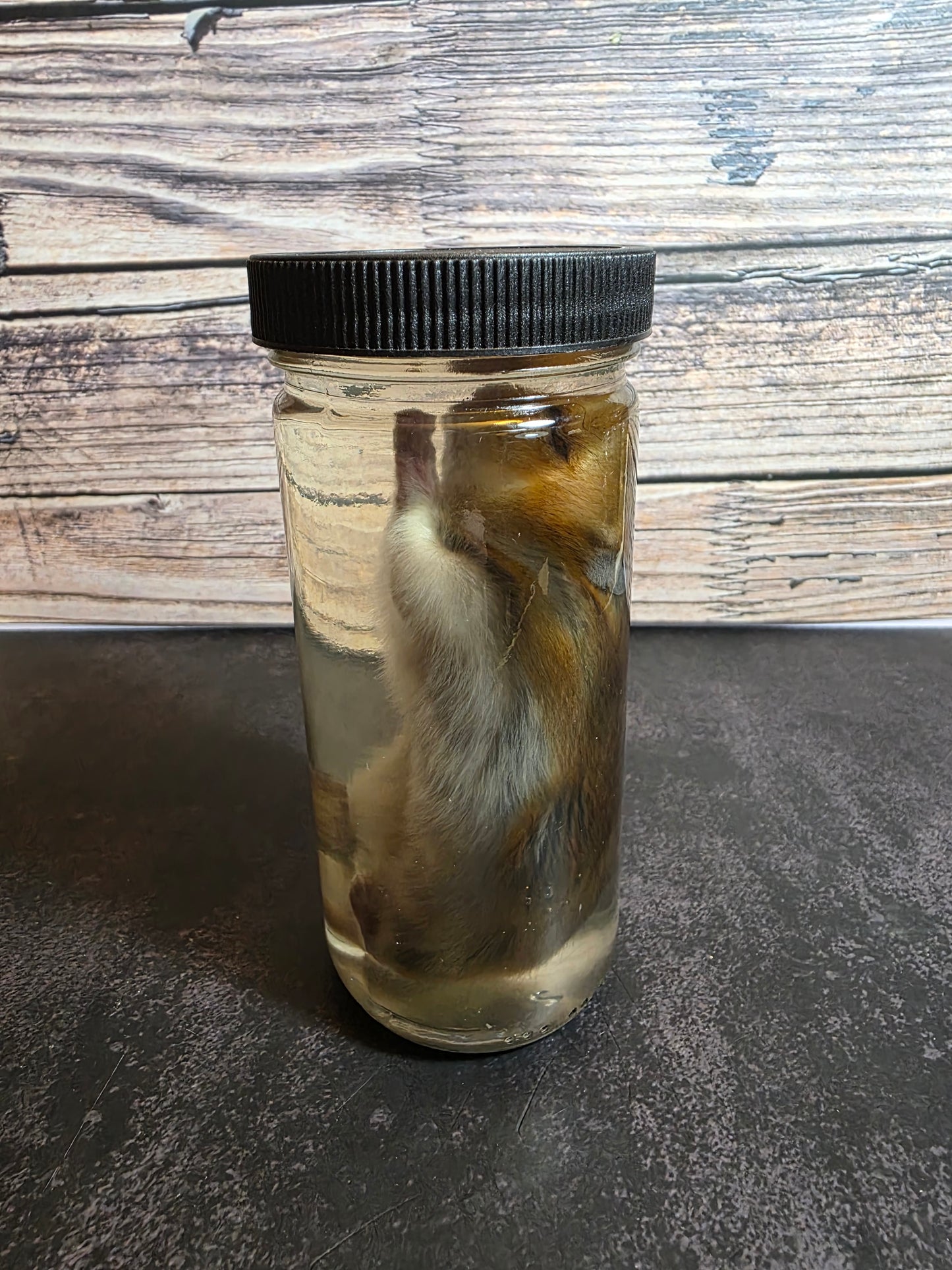 Hamster Wet Specimen (L)