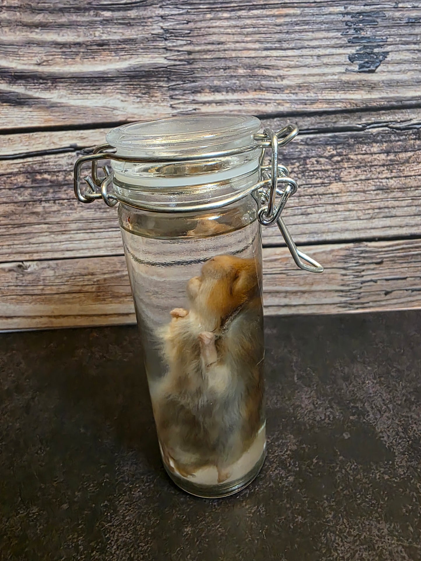 Hamster Wet Specimen (Sm) #3