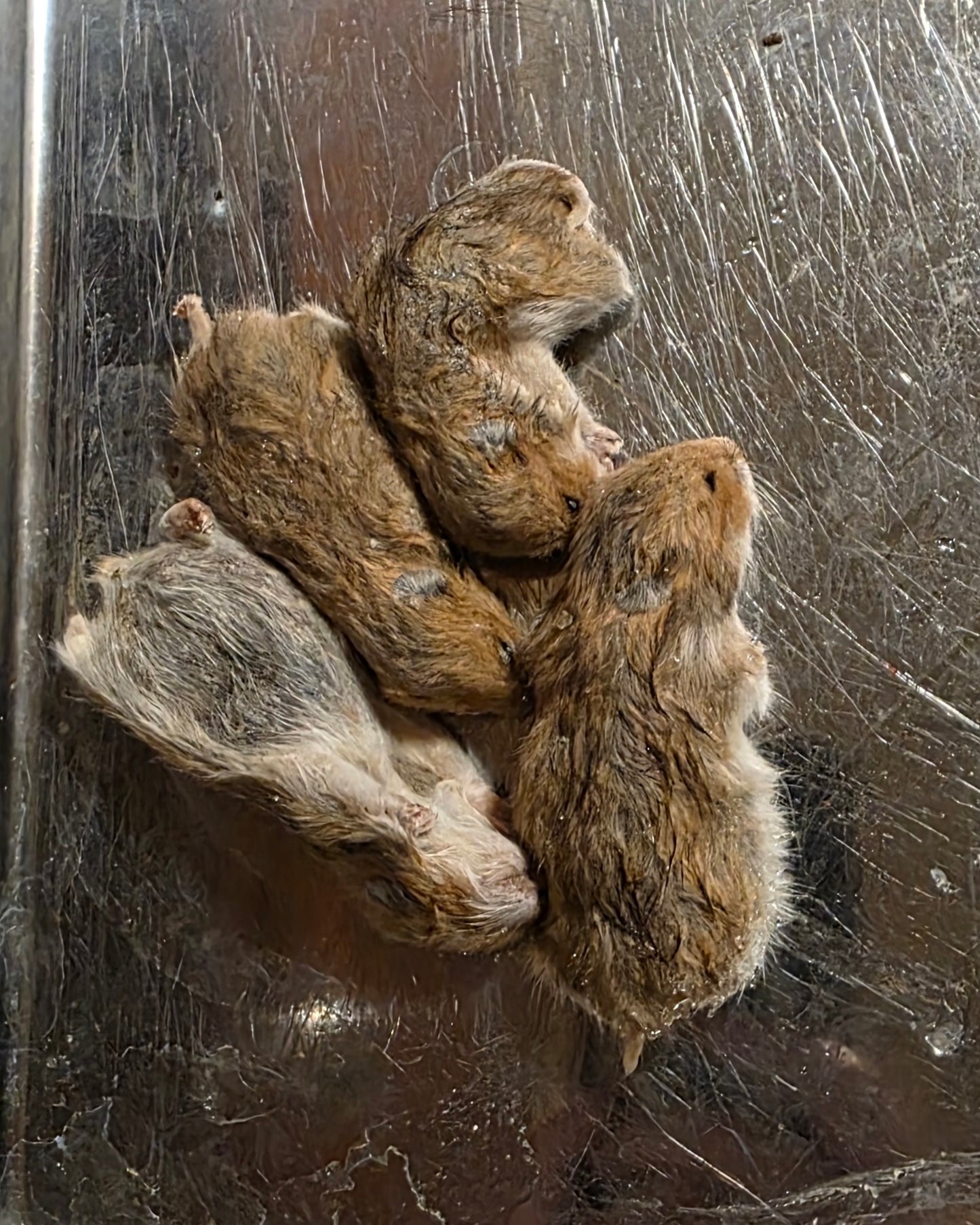 Wholesale (On Demand): Small Hamster Wet Specimen (No Jars)