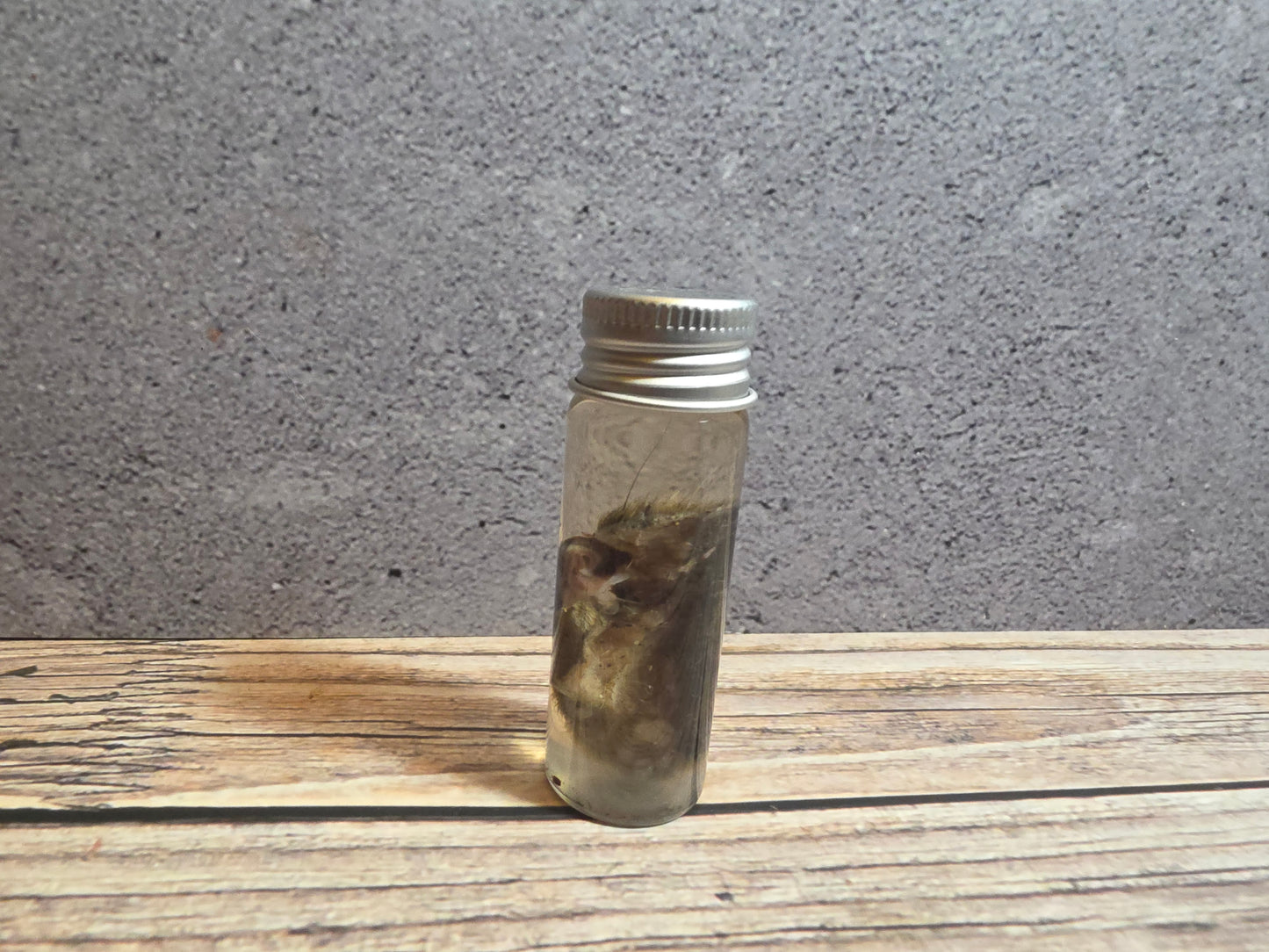 Grey Tortiseshell Cat Nose Wet Specimen