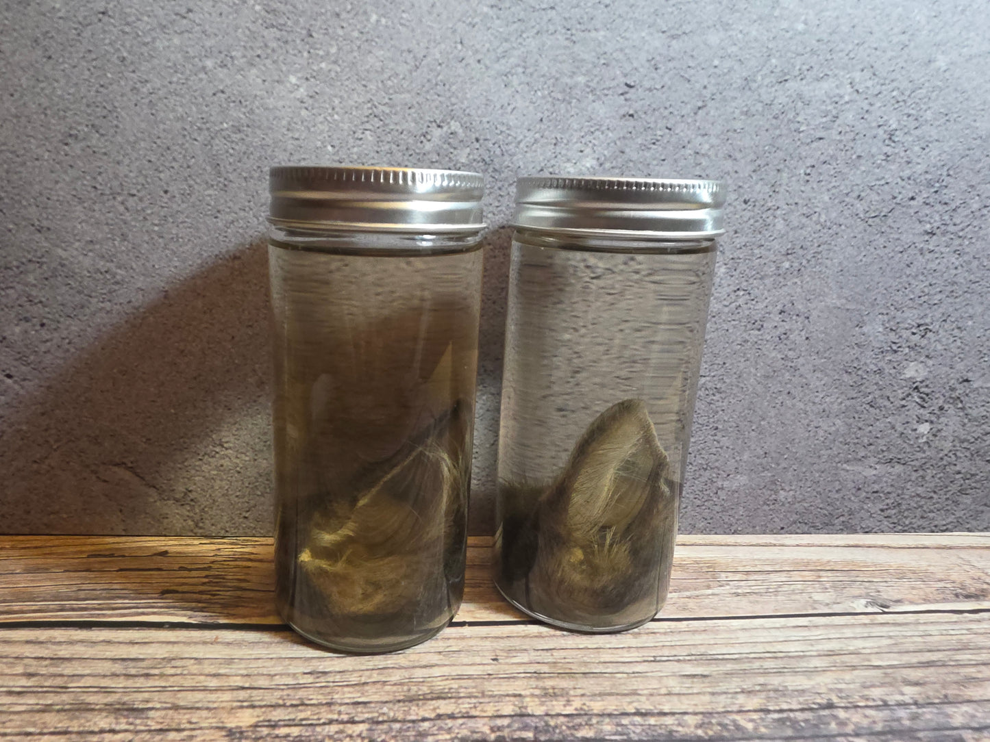 Grey Tortiseshell Cat Ear Wet Specimen