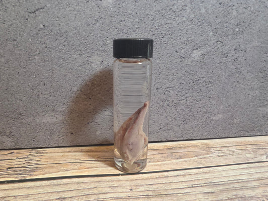 Black Cat Tongue Wet Specimen