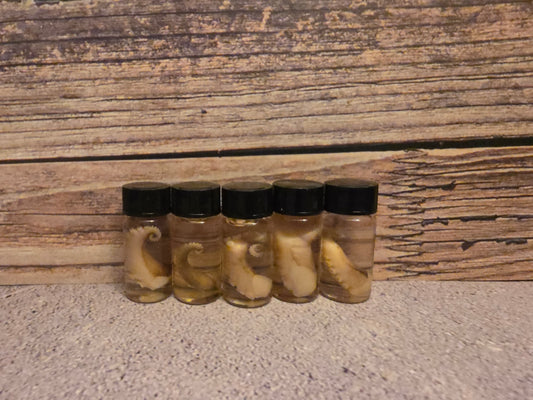 Tiny Octopus Tentacle Curio Vial