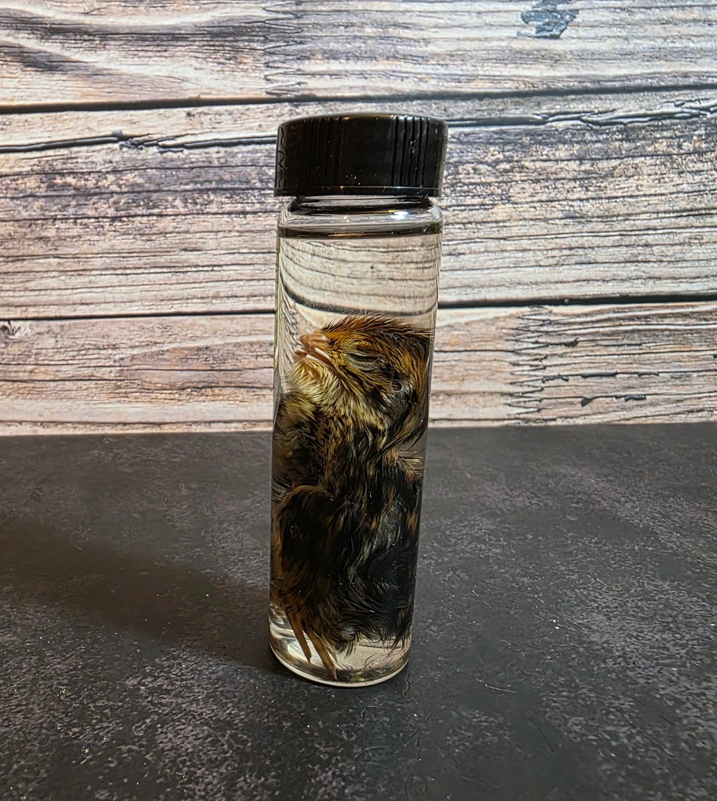 Quail Chick Wet Specimen Vial