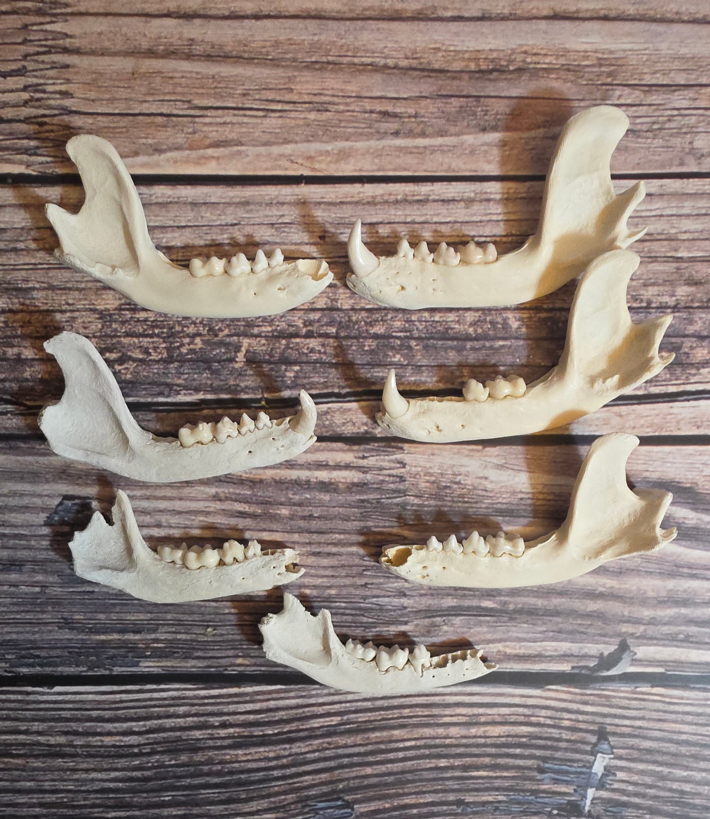 Craft Grade Raccoon Jawbone