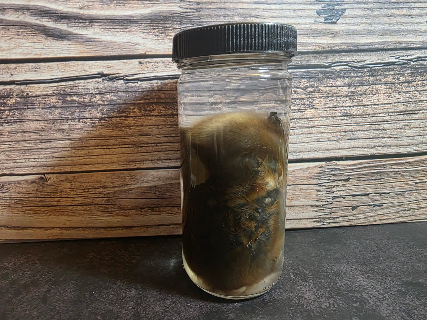 Hamster Wet Specimen (L)