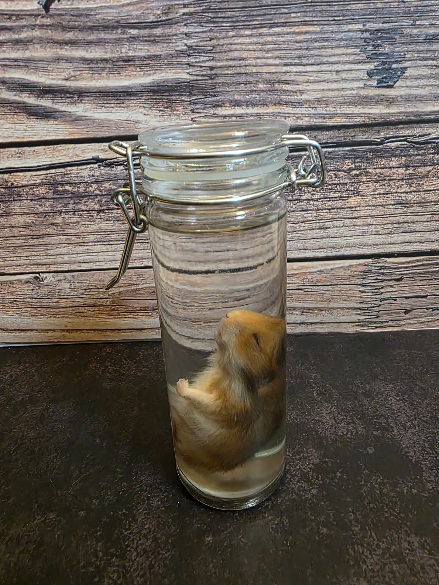 Hamster Wet Specimen (Sm) #1