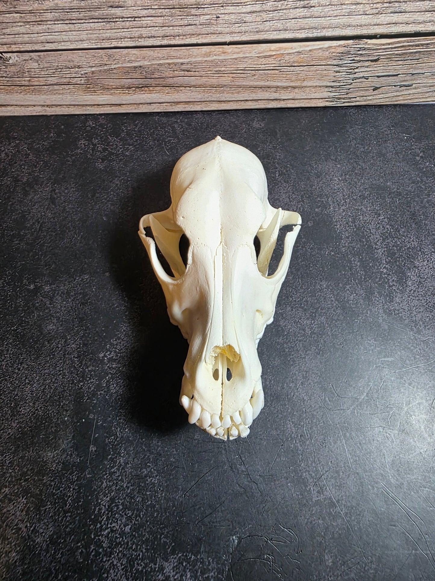 Domestic Dog Skull