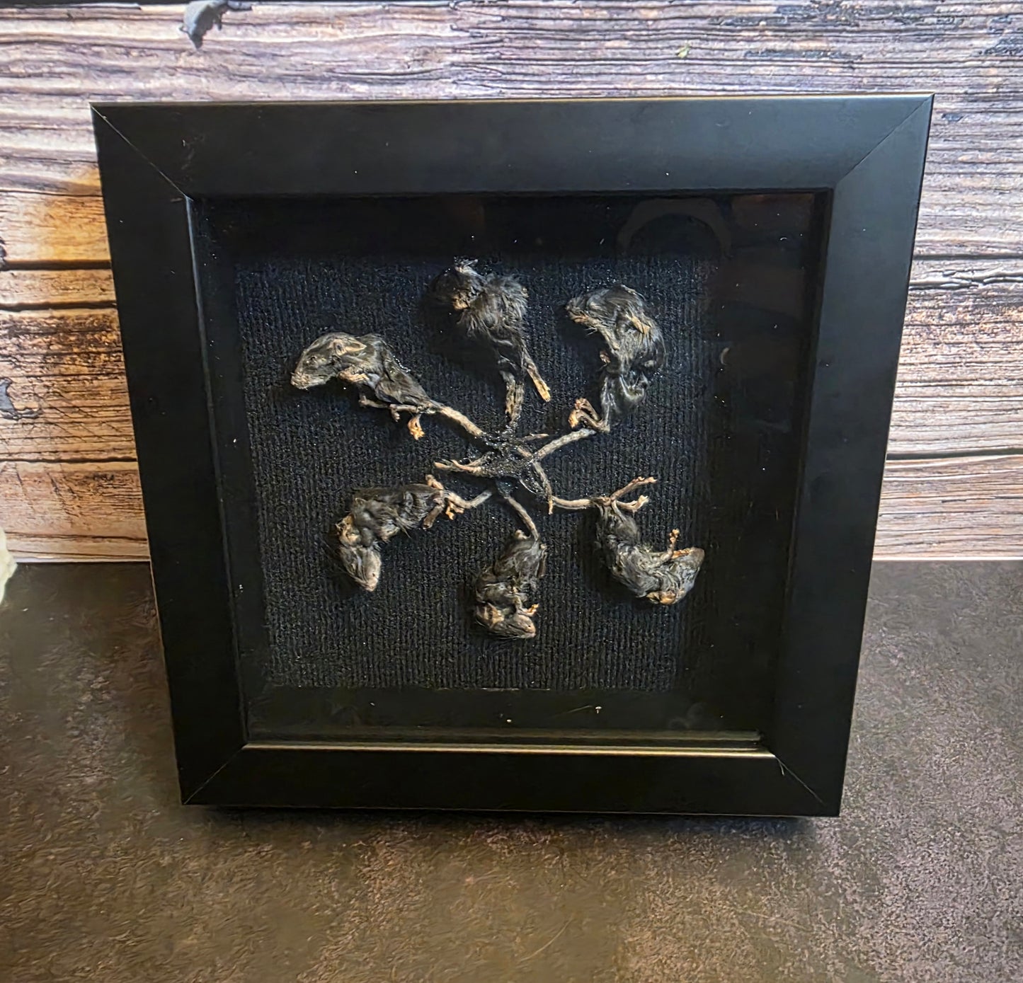 Rat King V Gaff Shadowbox Frame