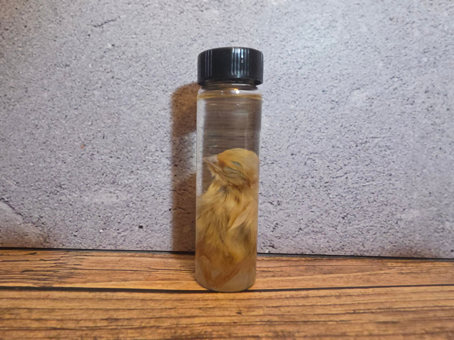 Blonde Quail Chick Wet Specimen Vial