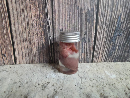 Imperfect Domestic Cat Heart Wet Specimen