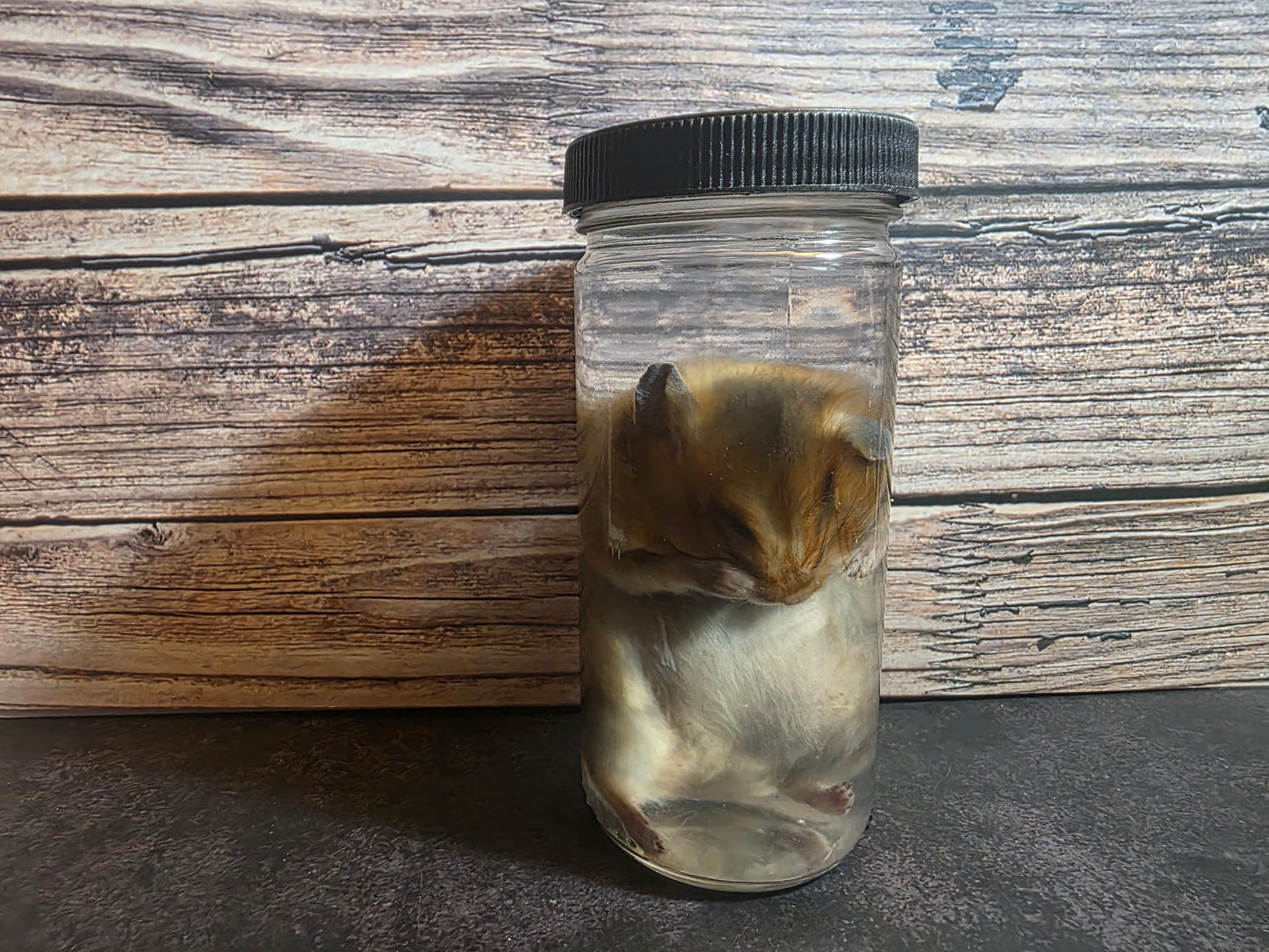 Hamster Wet Specimen (L)