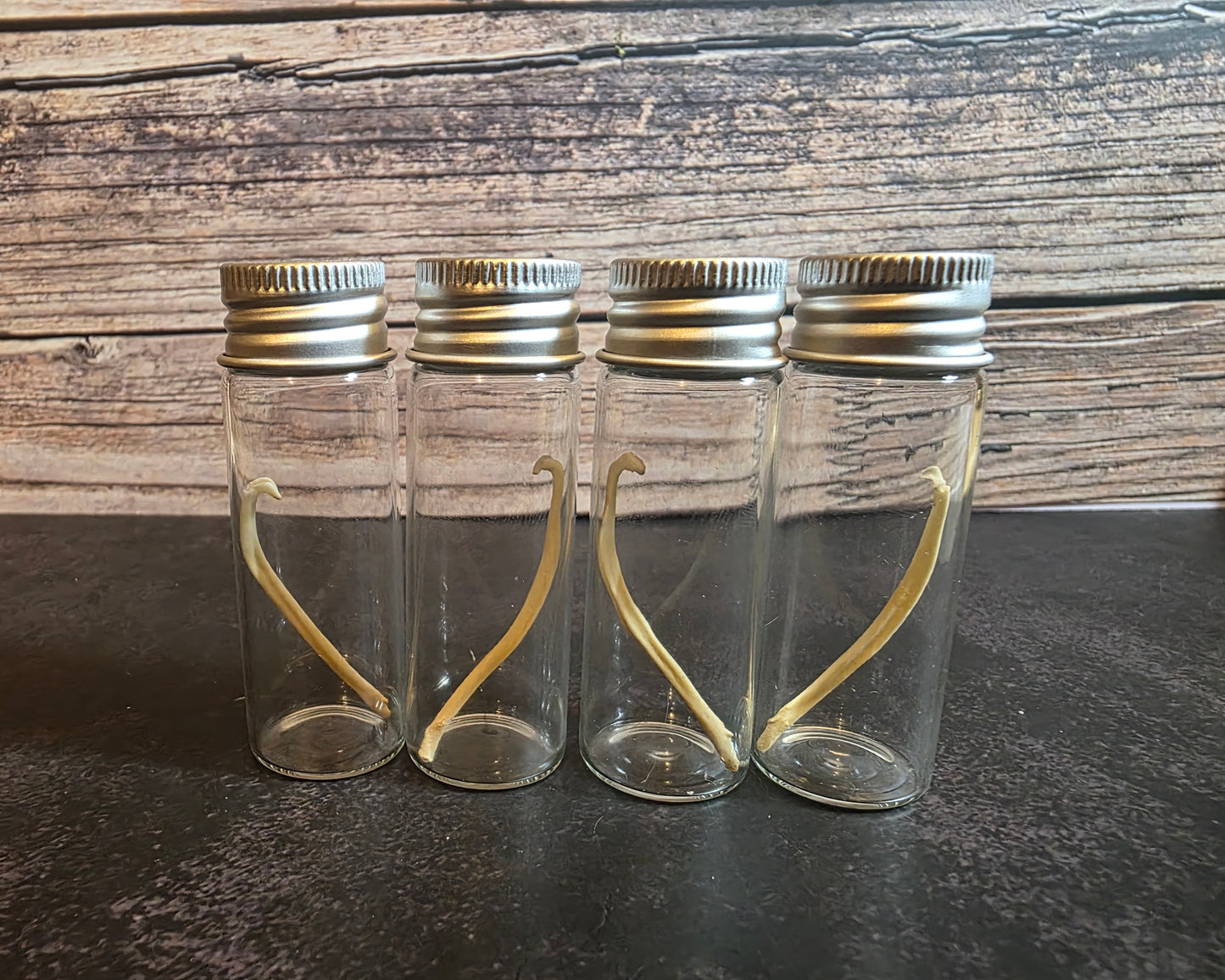 Imperfect Mink Baculum Curio Vial