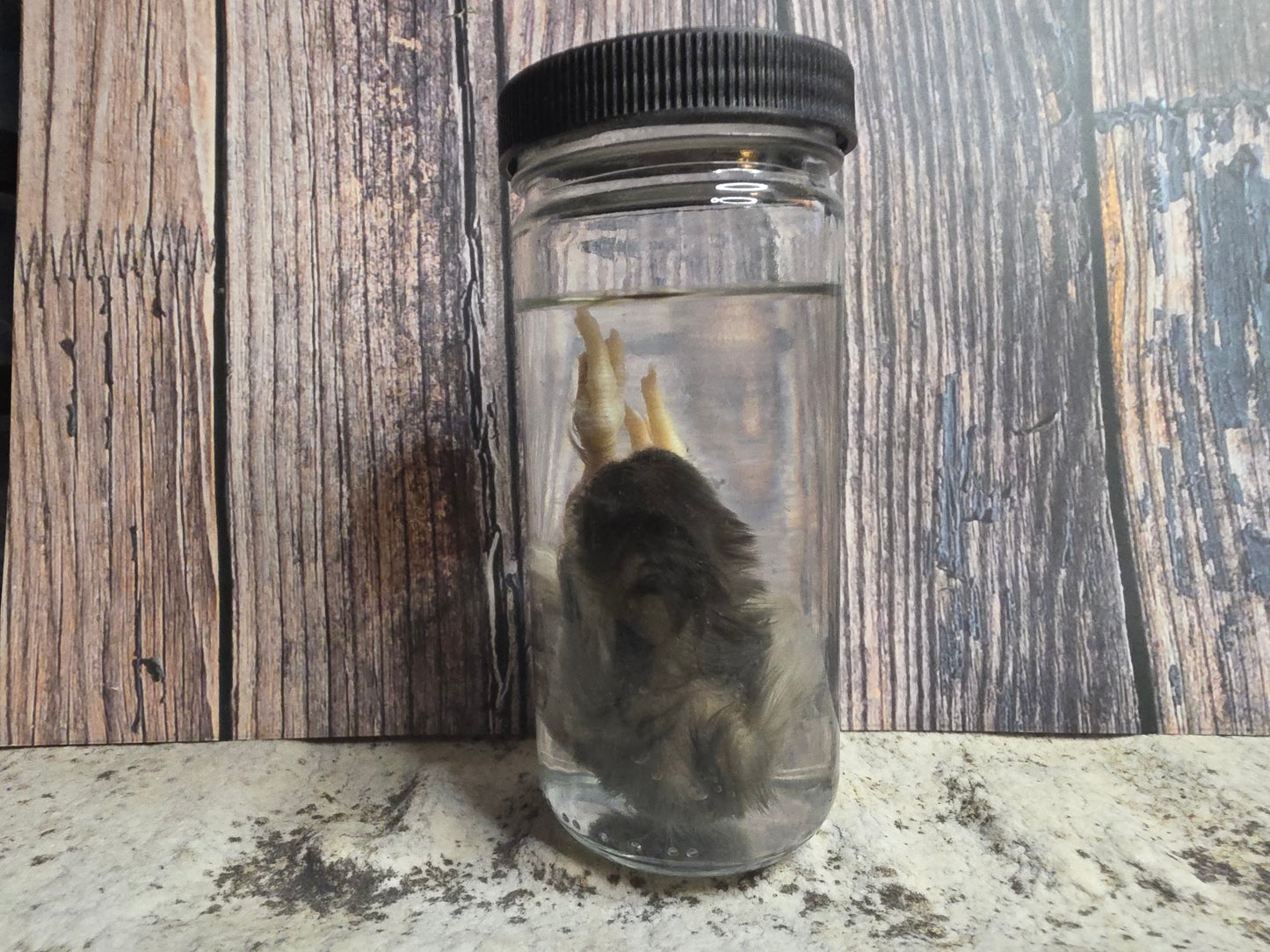 Black Domestic Chick Wet Specimen (#1)