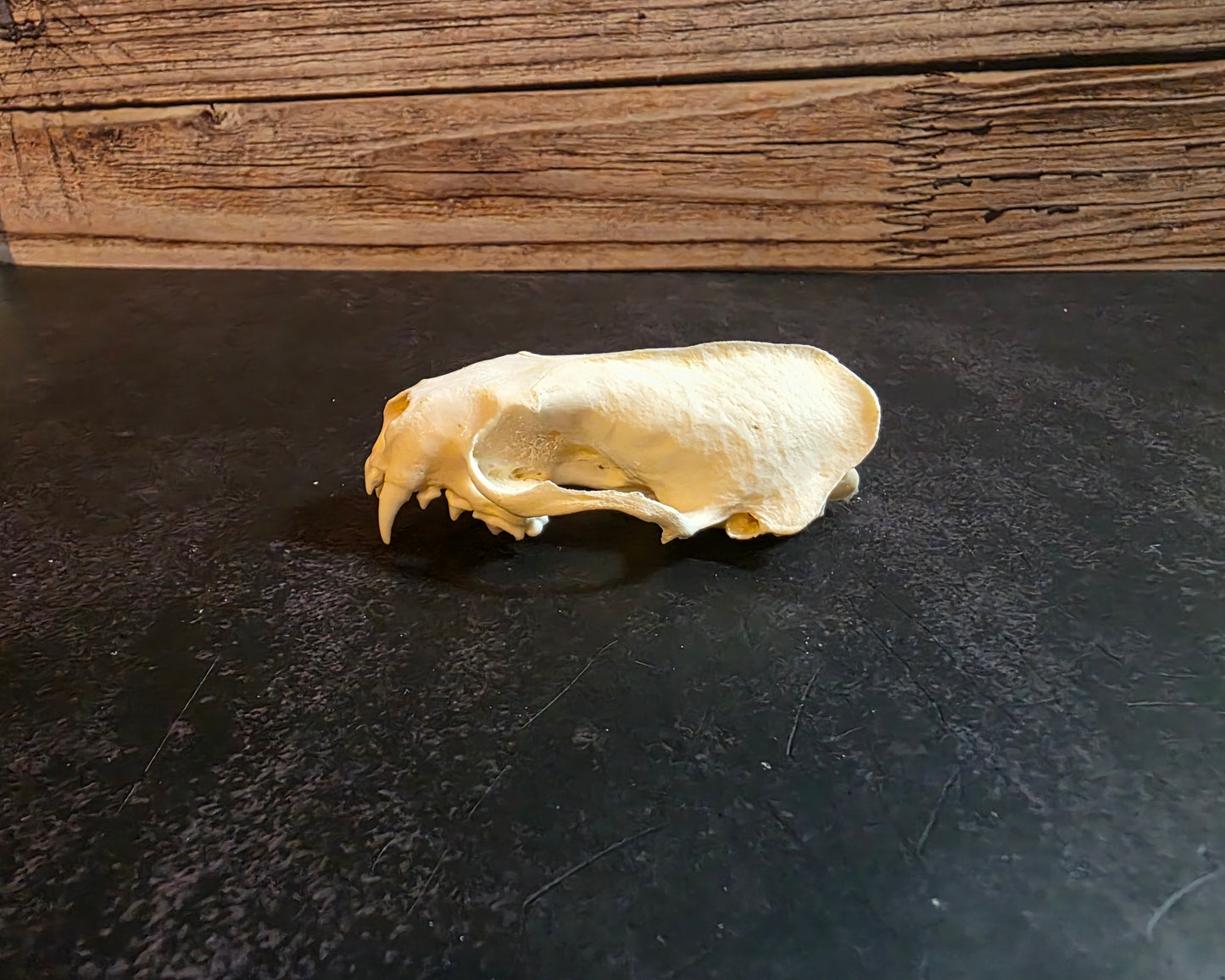 Craft Grade Mink Skull (Upper)