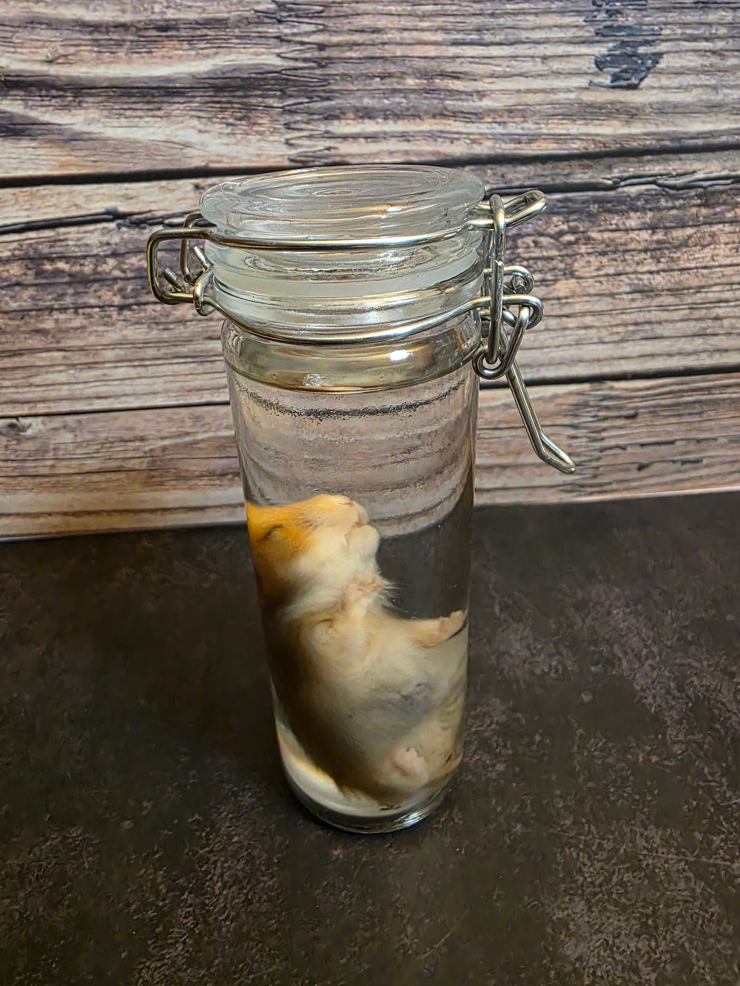 Hamster Wet Specimen (Sm) #1
