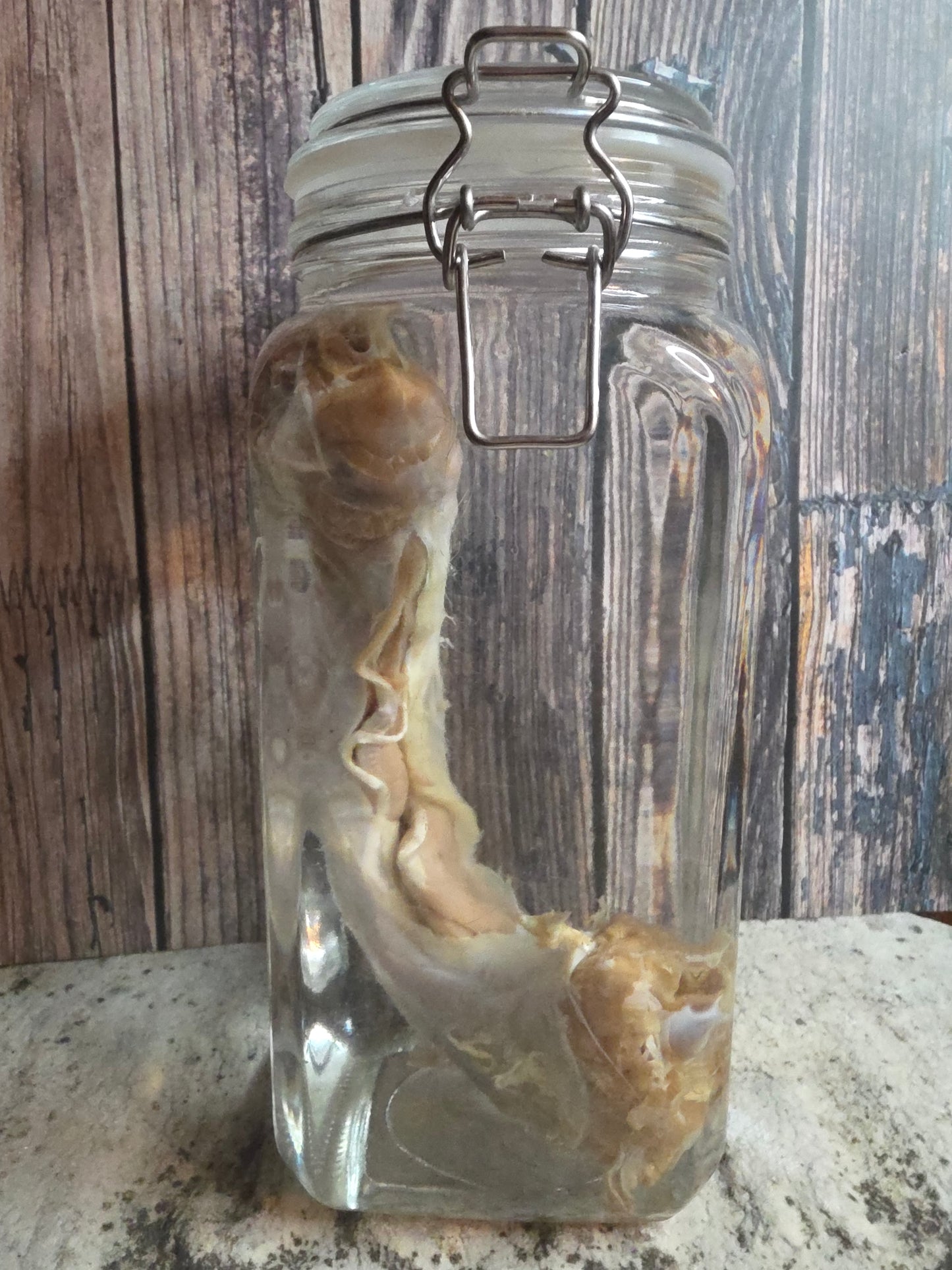 'Sasquatch's Prize Possession' Gaff Cryptid Penis Wet Specimen