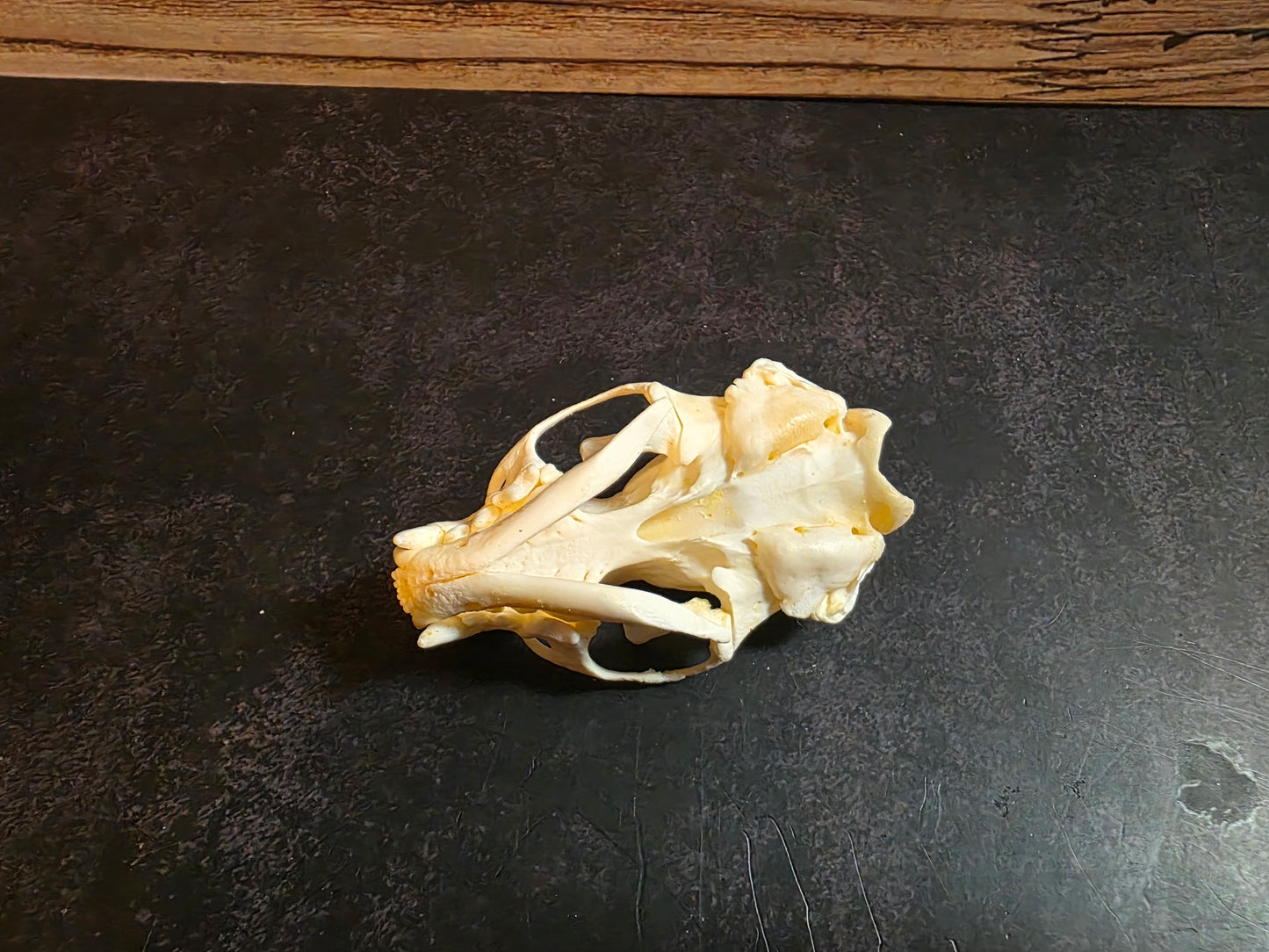 Mink Skull