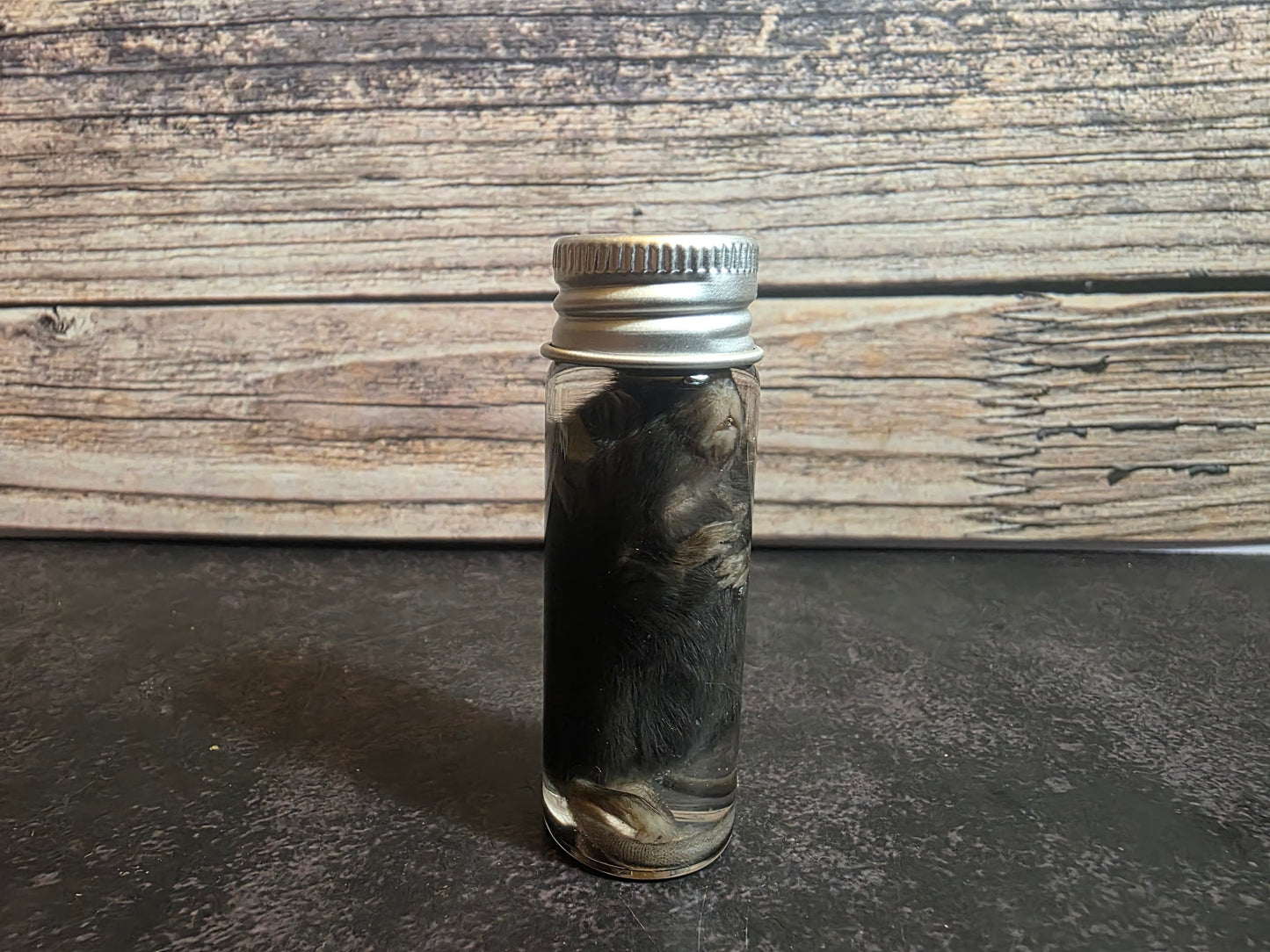 Fuzzy Dark Mouse Wet Specimen Vial