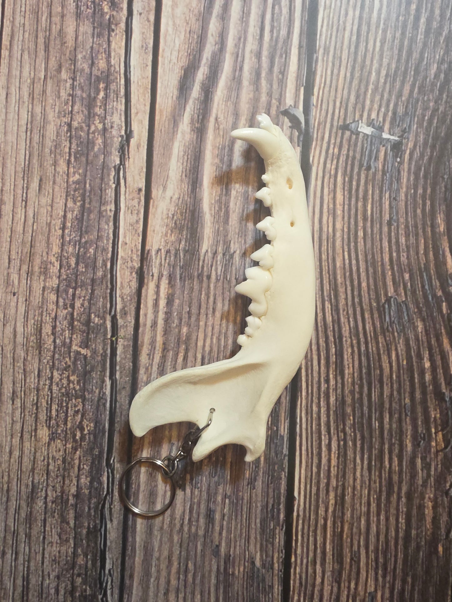 Domestic Dog Jawbone Keychain