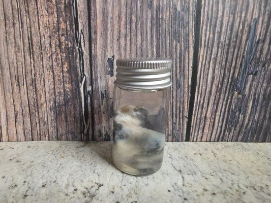 Pathological Virginia Opossum Testicles Wet Specimen (#1)