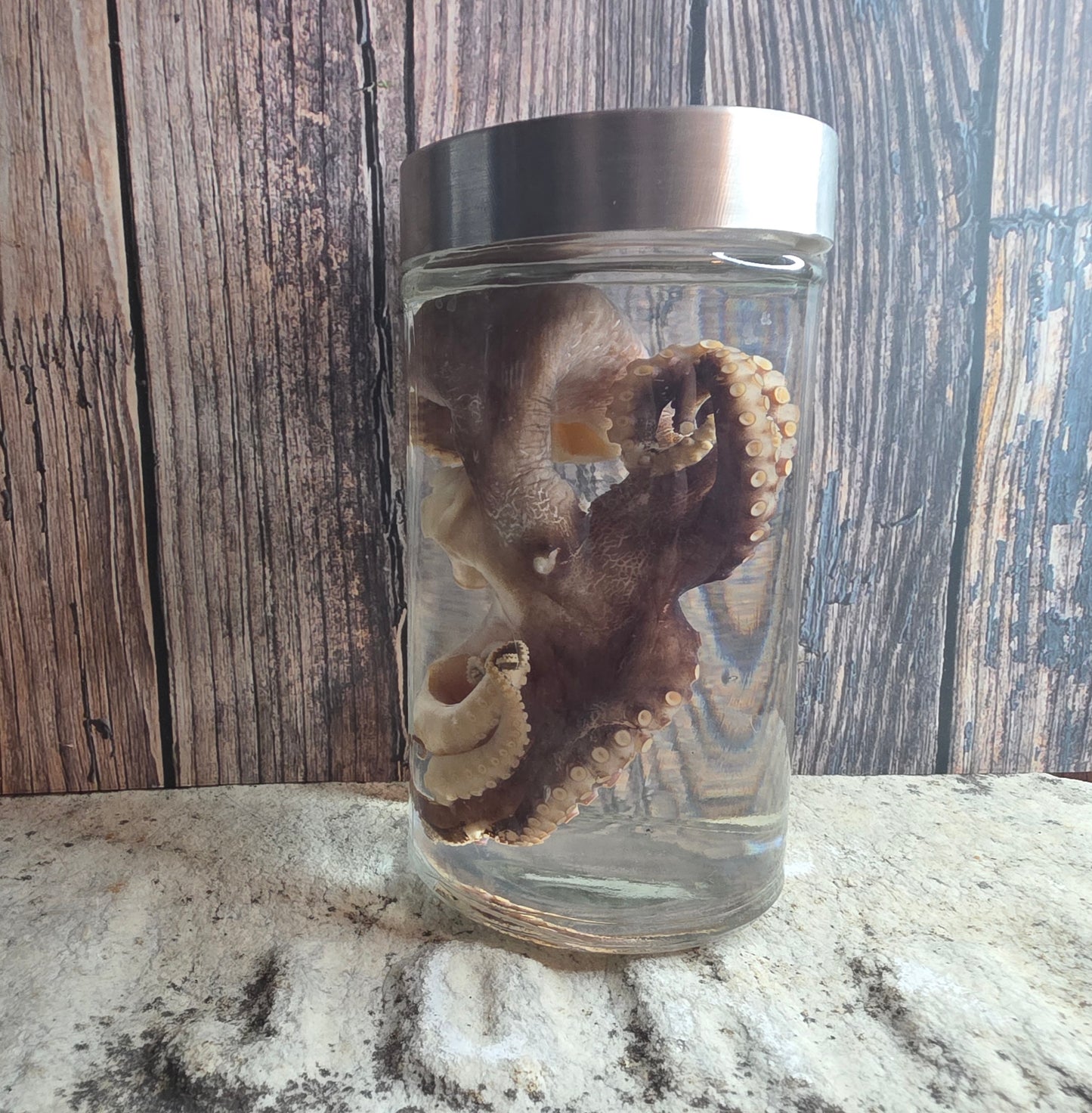 Octopus Wet Specimen (Pathological, Silver Lid Lg)