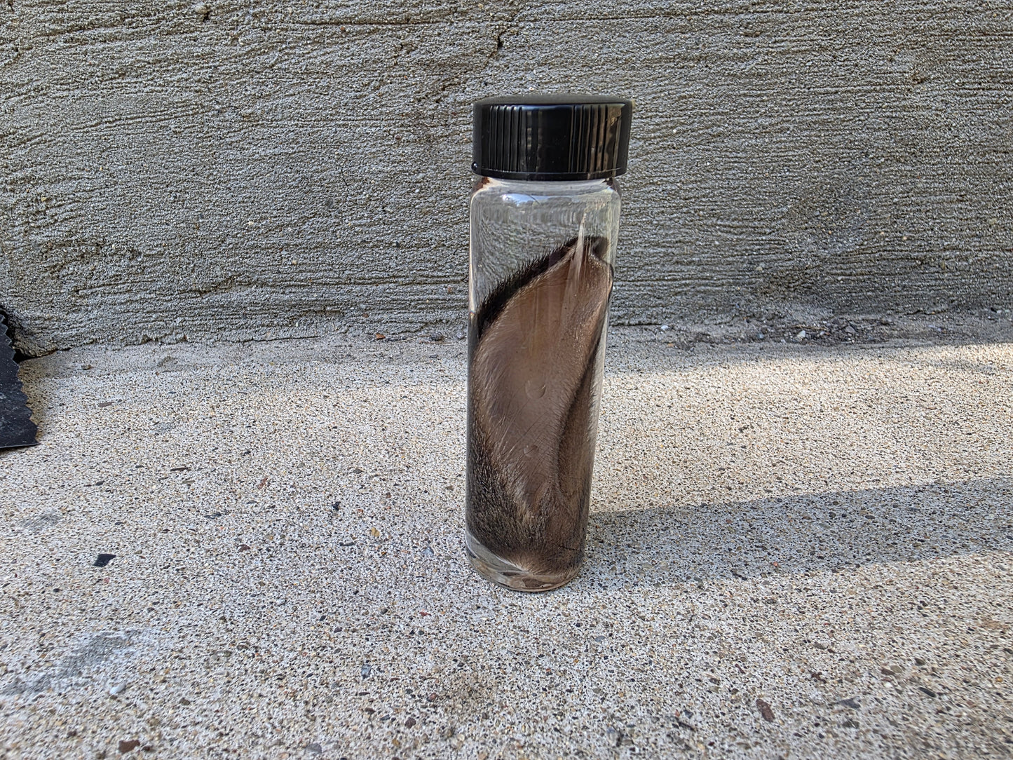 Wild Rabbit Ear Wet Specimen Vial