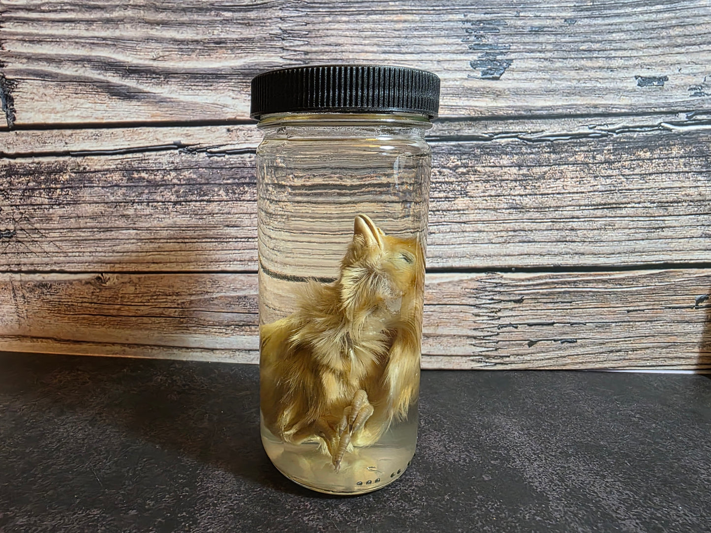 Domestic Chick Wet Specimen