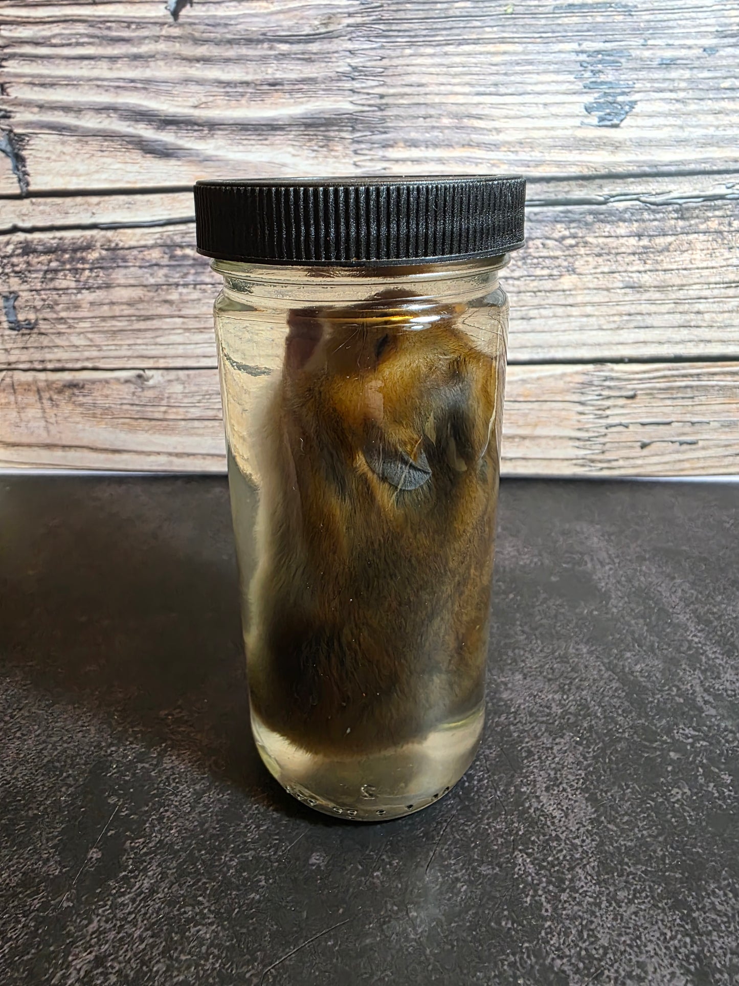 Hamster Wet Specimen (L)