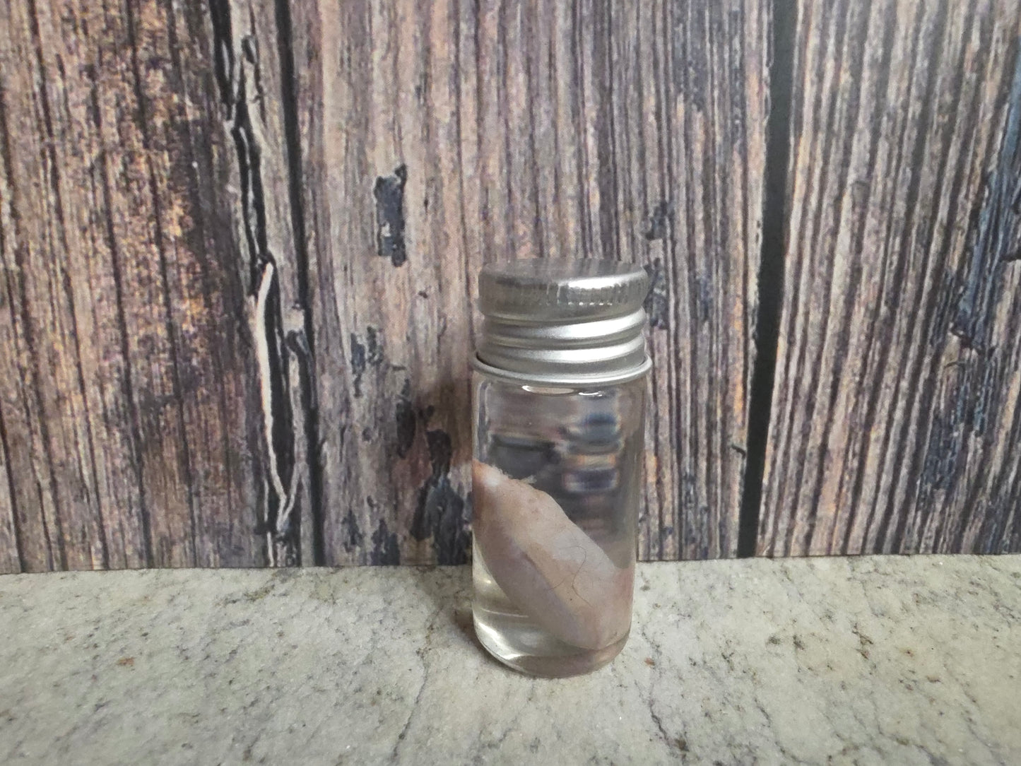 Imperfect Squirrel Testicle Wet Specimen