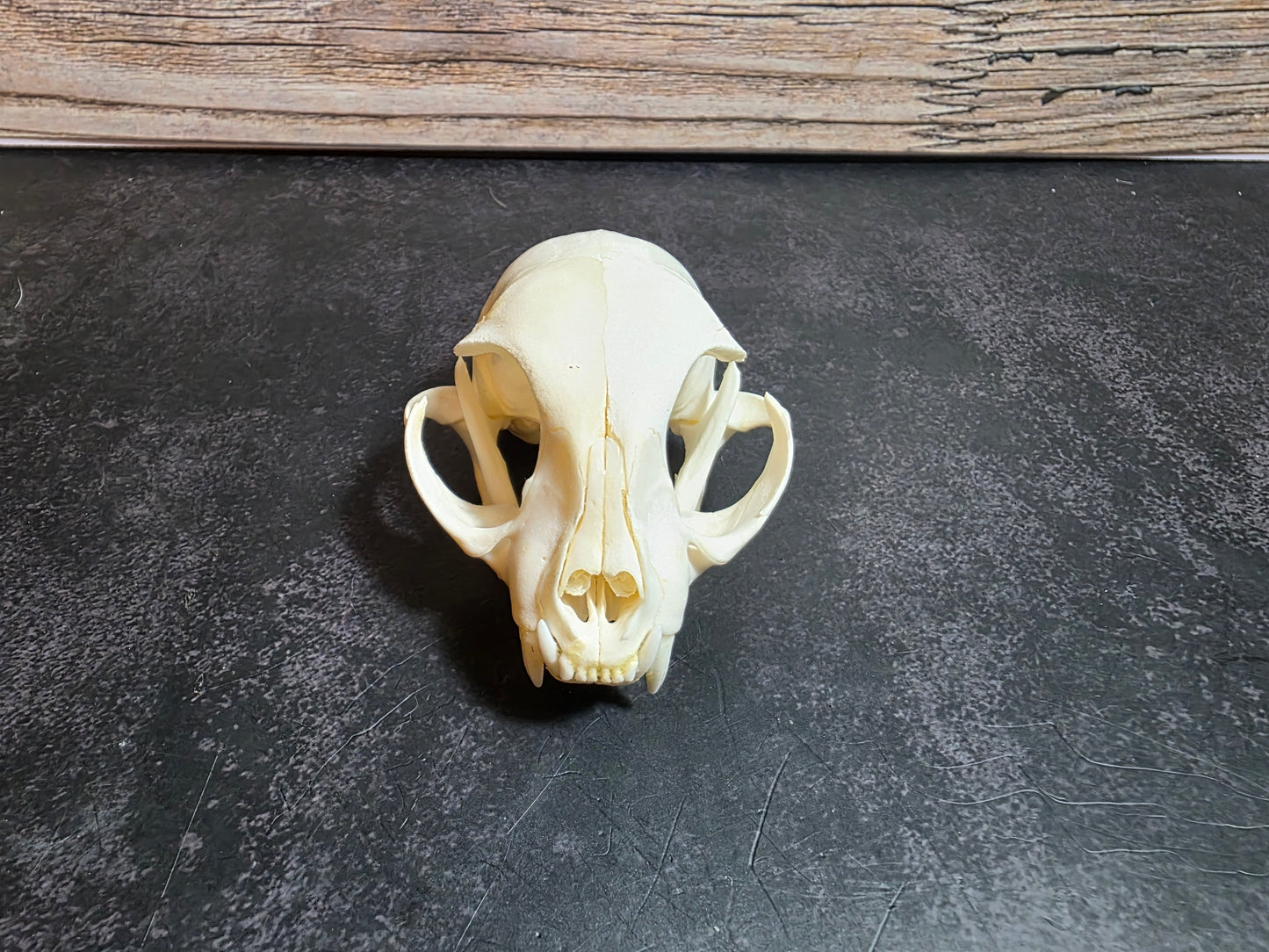 Small Domestic Cat Skull