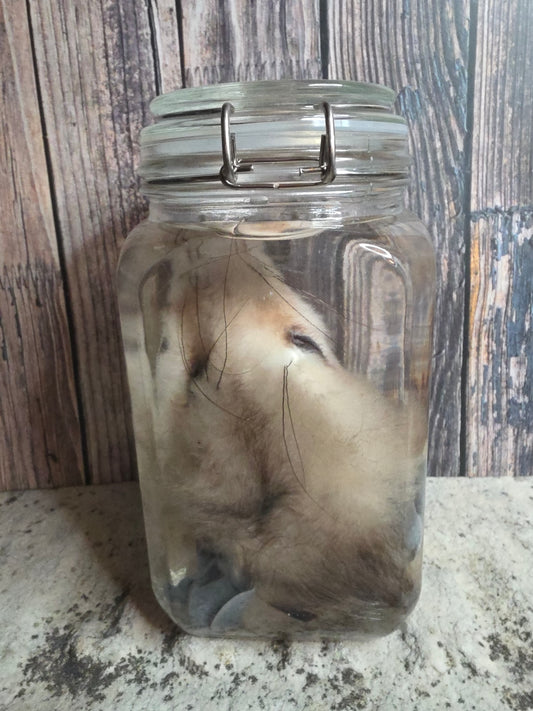 Virginia Opossum Head Wet Specimen (#3)