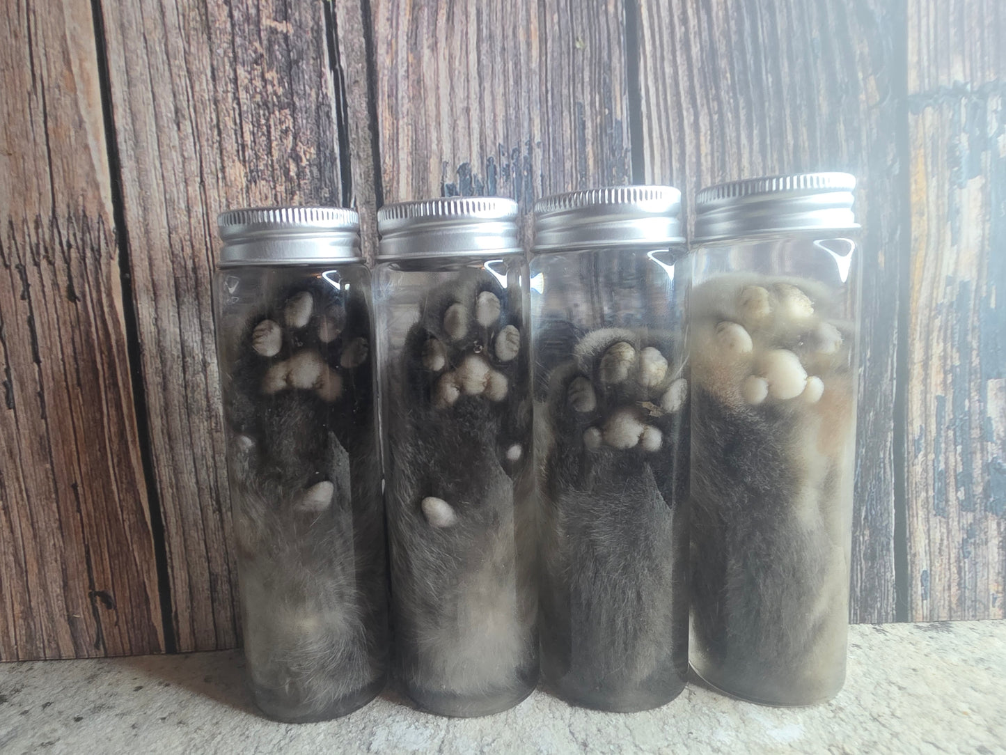 Grey Tabby Cat Paw Wet Specimen