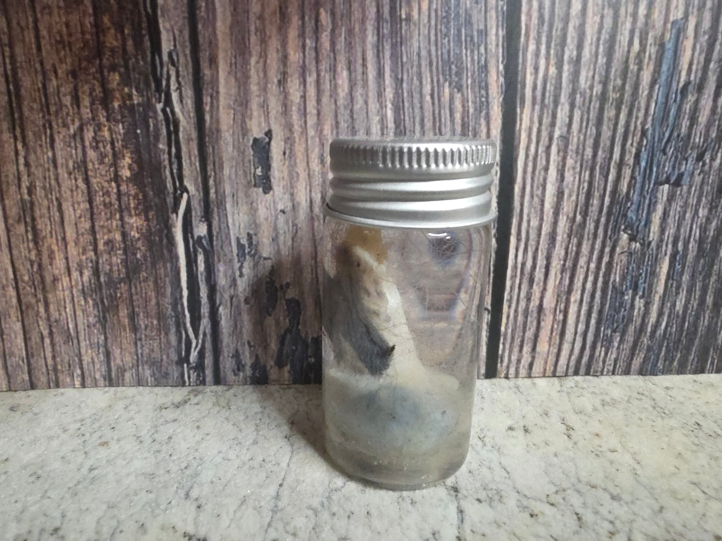Virginia Opossum Testicles Wet Specimen (#4)