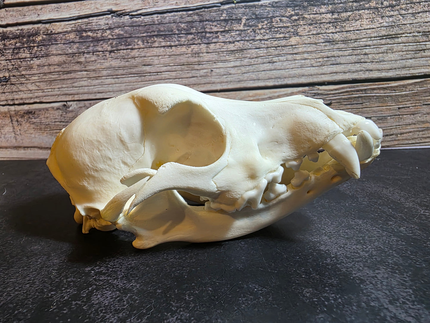 Domestic Dog Skull