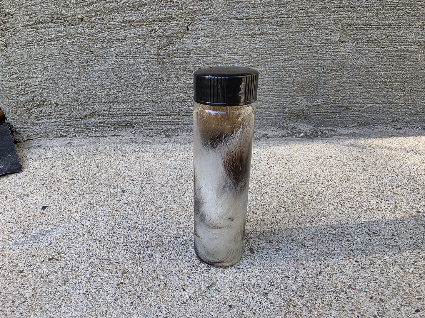 Wild Rabbit Tail Wet Specimen Vial