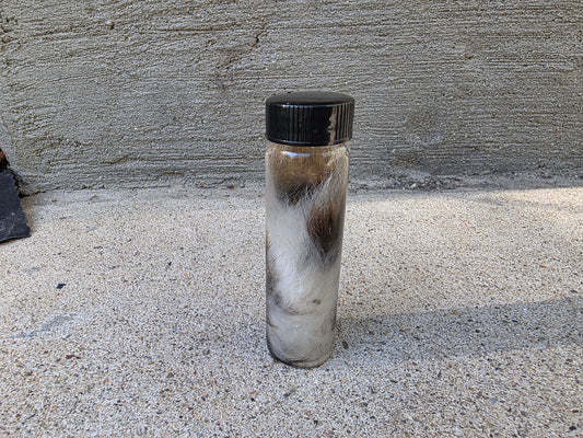 Wild Rabbit Tail Wet Specimen Vial