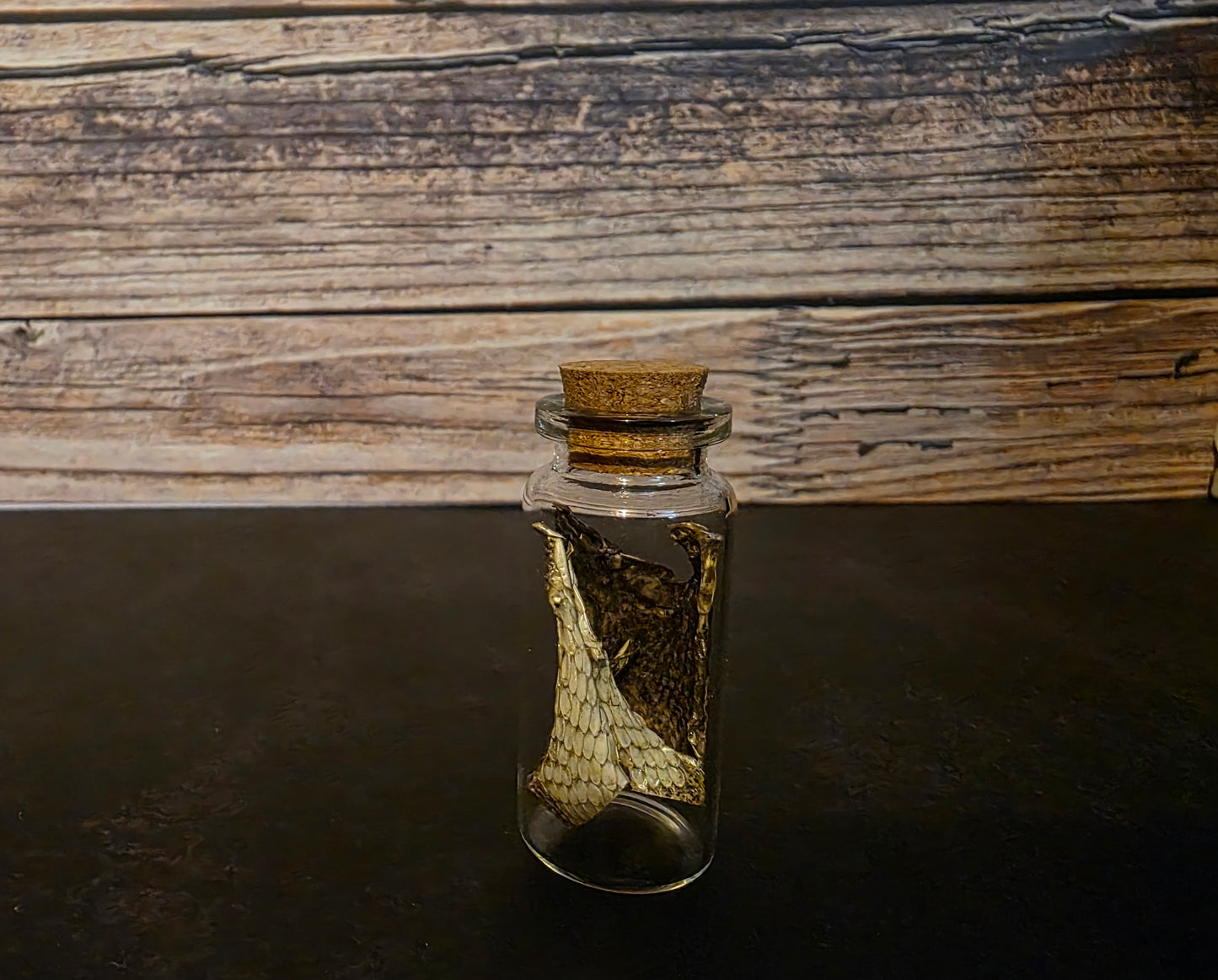 Prairie Rattlesnake Head Skin Curio Vial (Sm.)