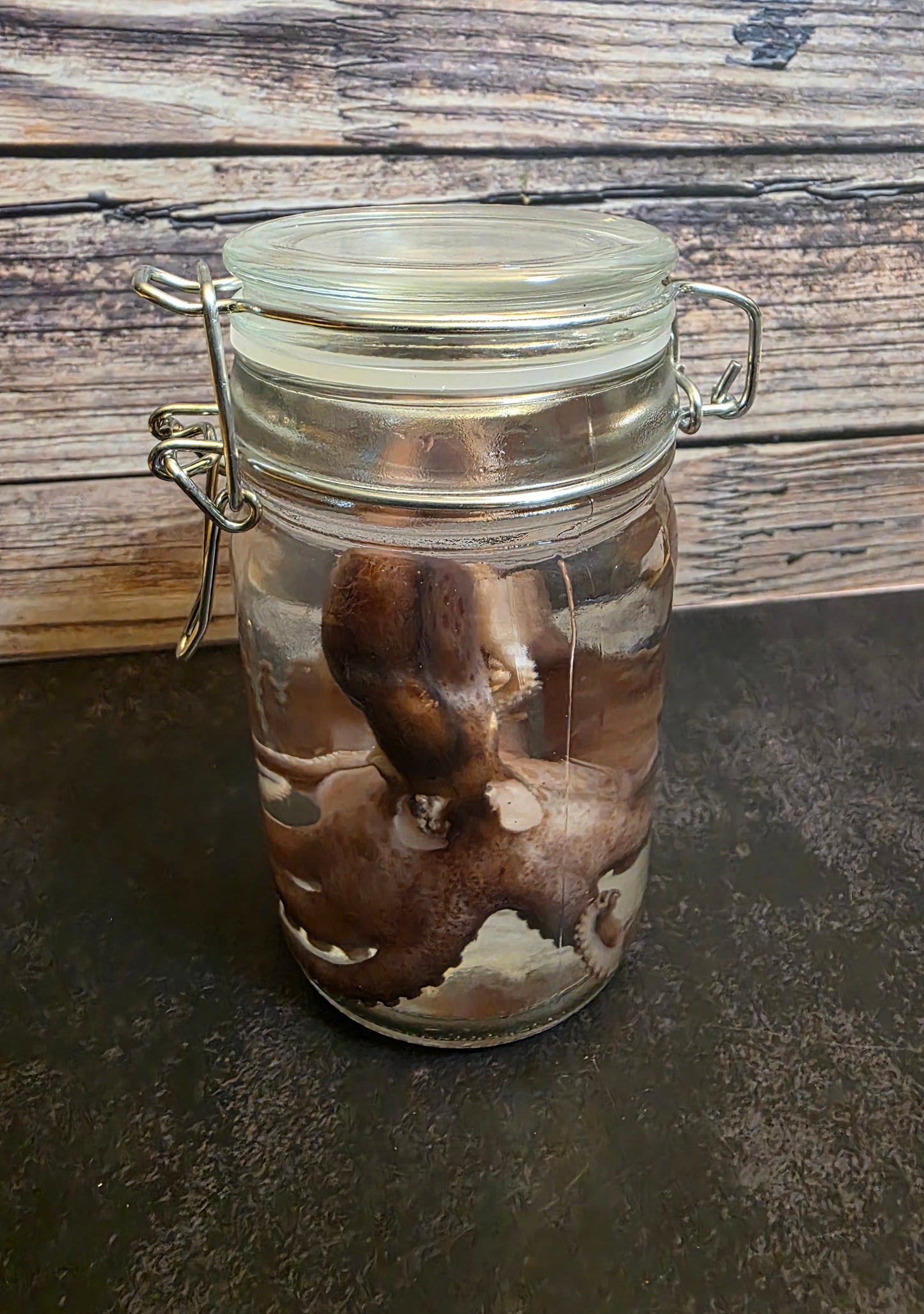 Octopus Wet Specimen